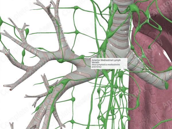 Anterior Mediastinal Lymph Vessels