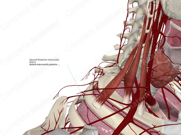 Second Posterior Intercostal Artery