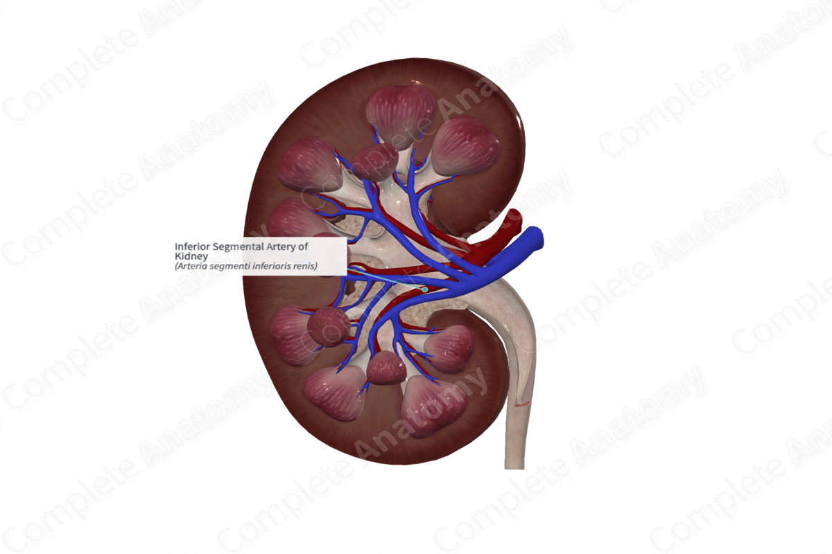 Inferior Segmental Artery of Kidney 