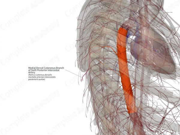 Medial Dorsal Cutaneous Branch of Sixth Posterior Intercostal Artery (Right)