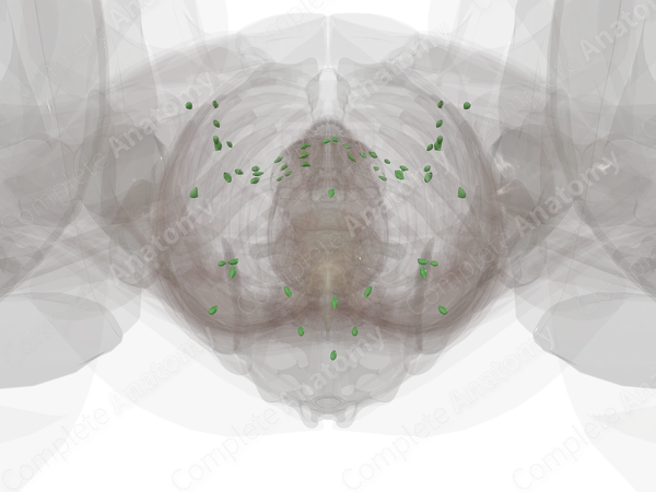 Parietal Pelvic Lymph Nodes