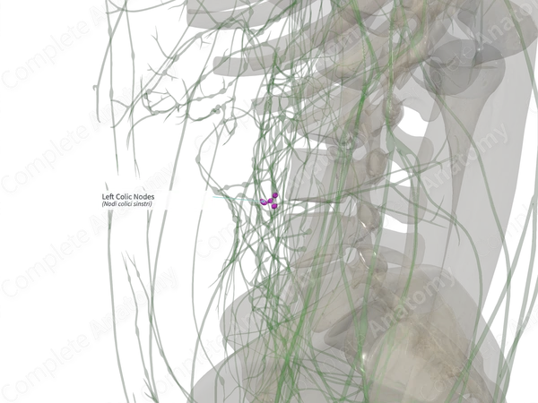 Left Colic Nodes