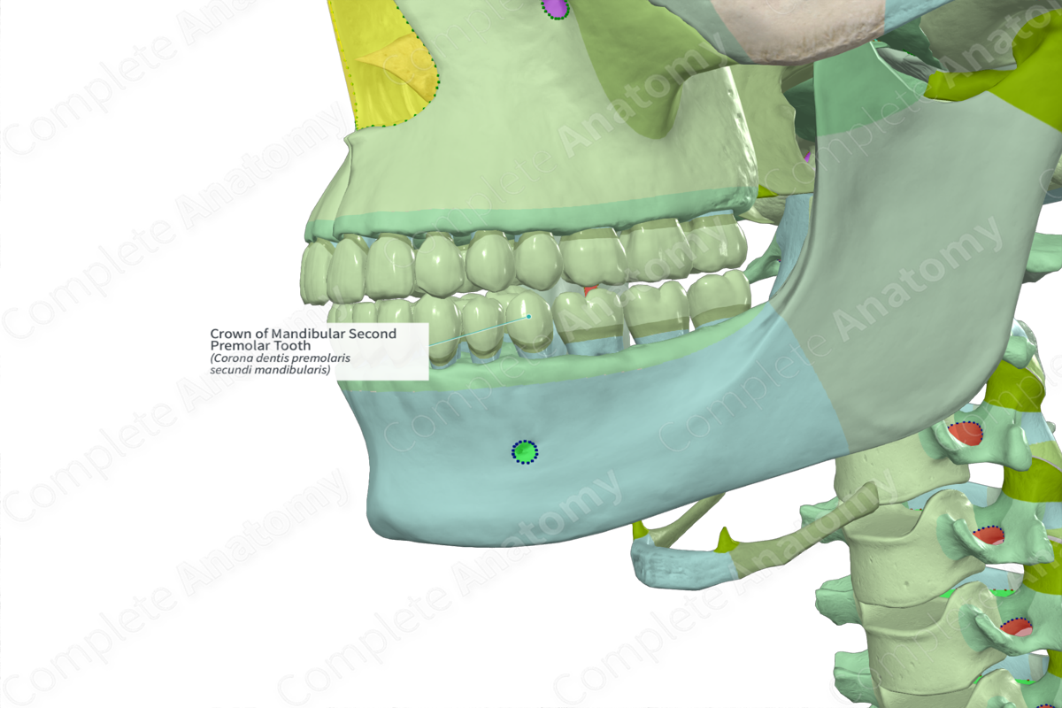 Crown of Mandibular Second Premolar Tooth