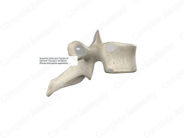 Superior Articular Facets of Second Thoracic Vertebra