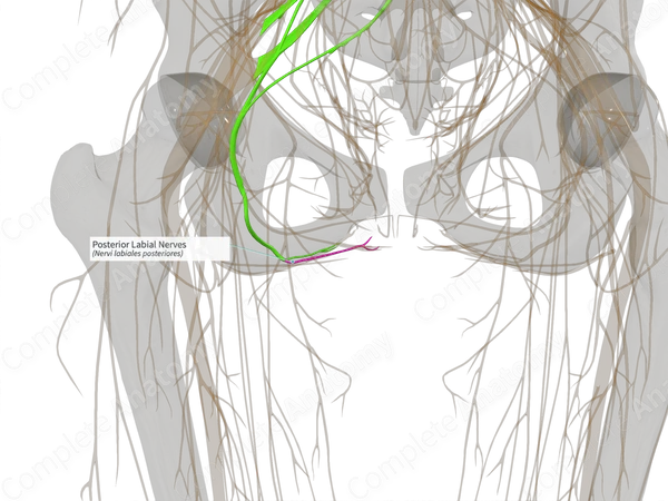Posterior Labial Nerves (Left)
