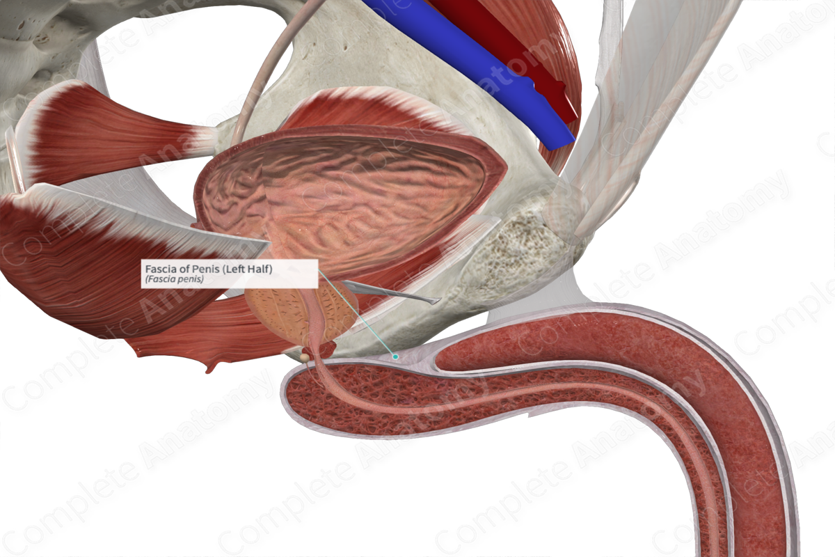 Fascia of Penis (Left Half) | Complete Anatomy