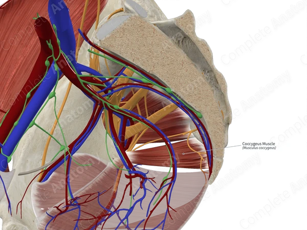 Coccygeus Muscle