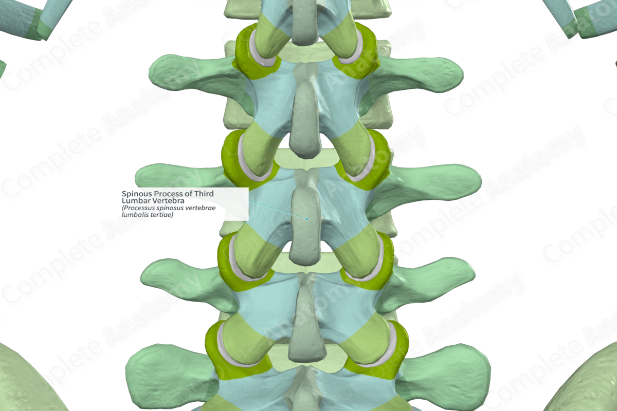 Spinous Process of Third Lumbar Vertebra
