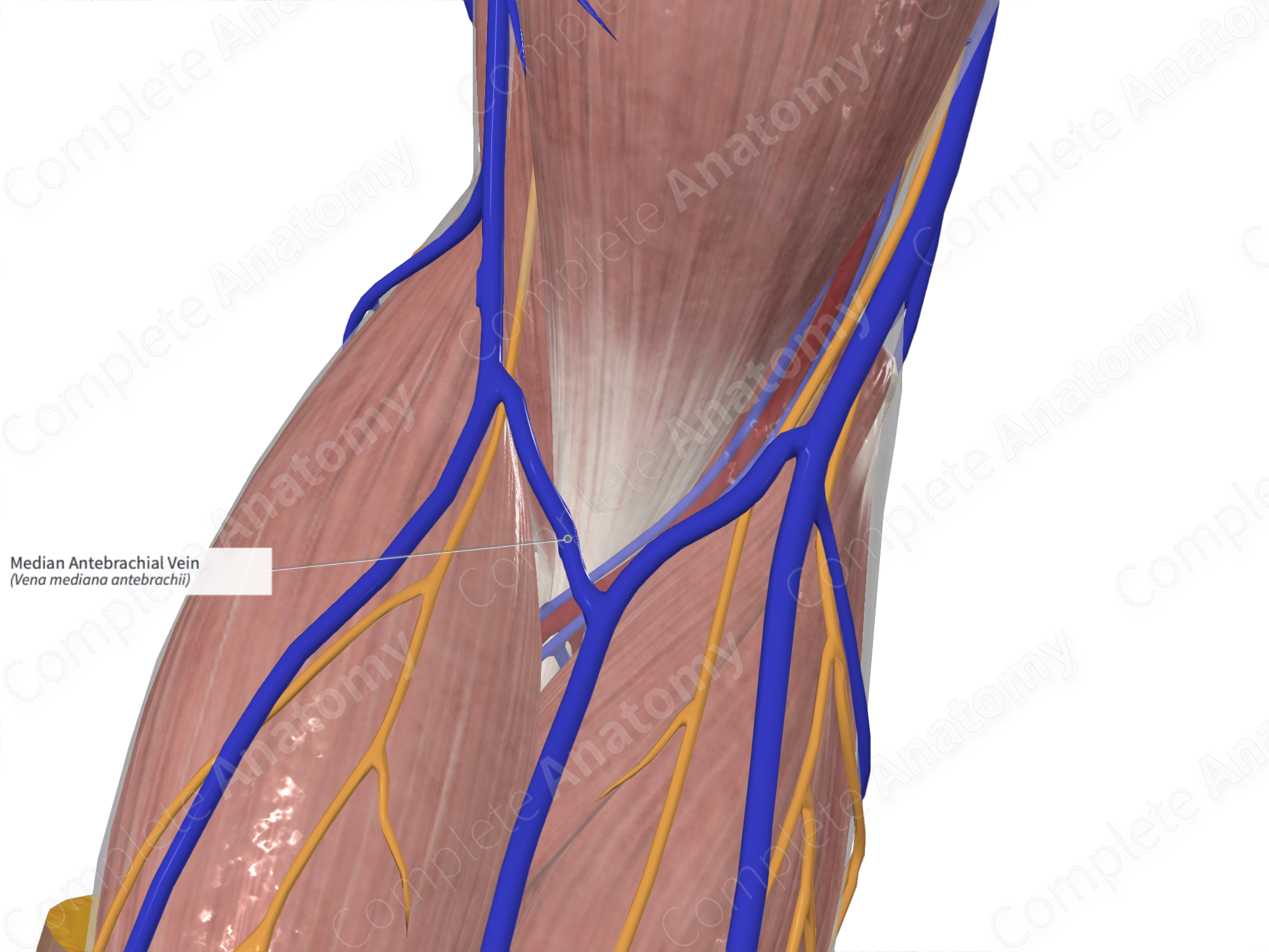 median antebrachial vein