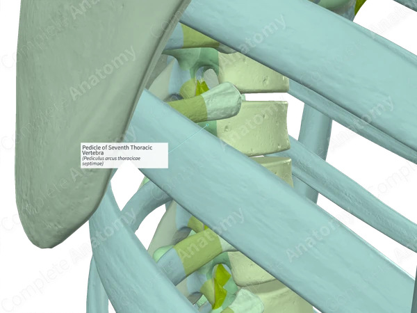 Pedicle of Seventh Thoracic Vertebra (Left)