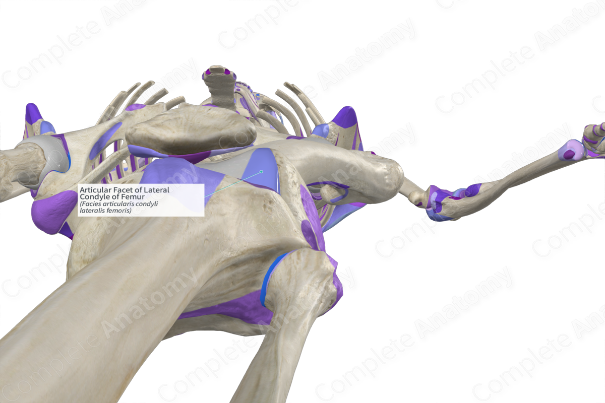 Articular Facet of Lateral Condyle of Femur