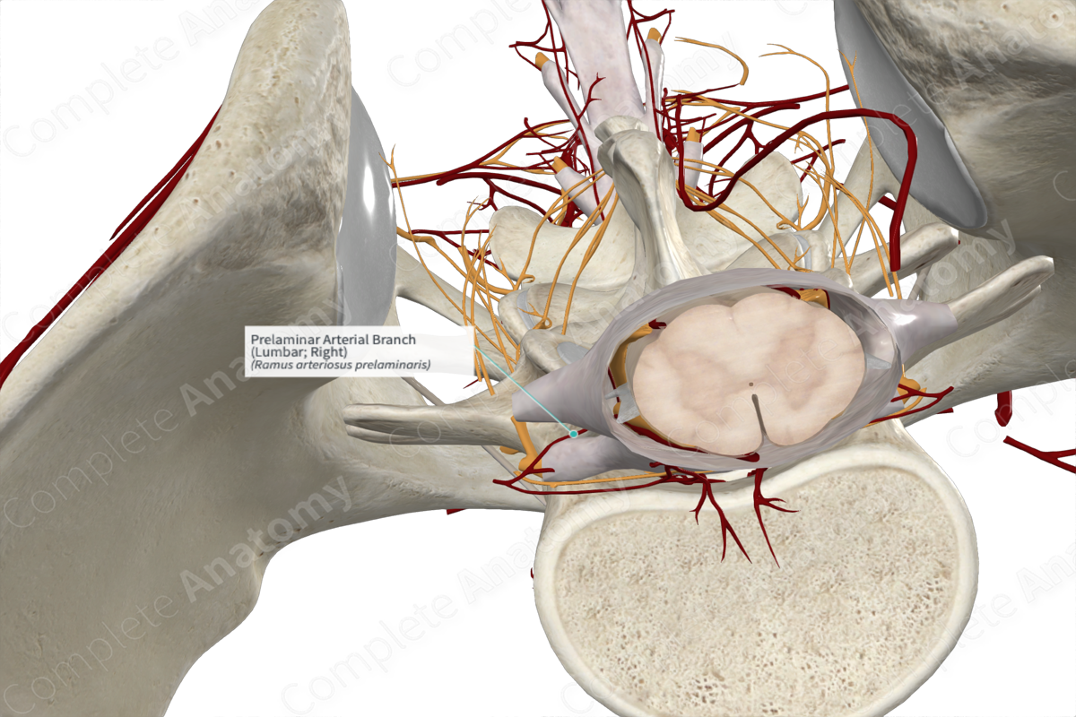 Prelaminar Arterial Branch (Lumbar; Right)