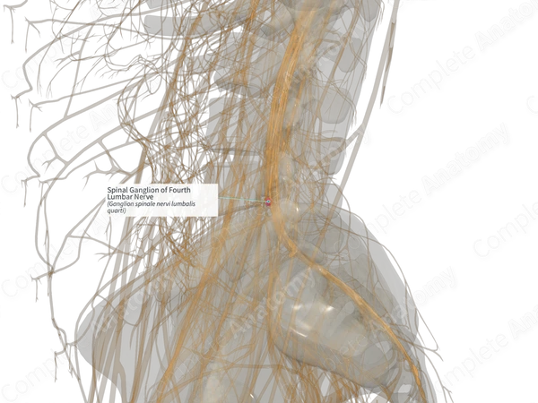 Spinal Ganglion of Fourth Lumbar Nerve (Right)