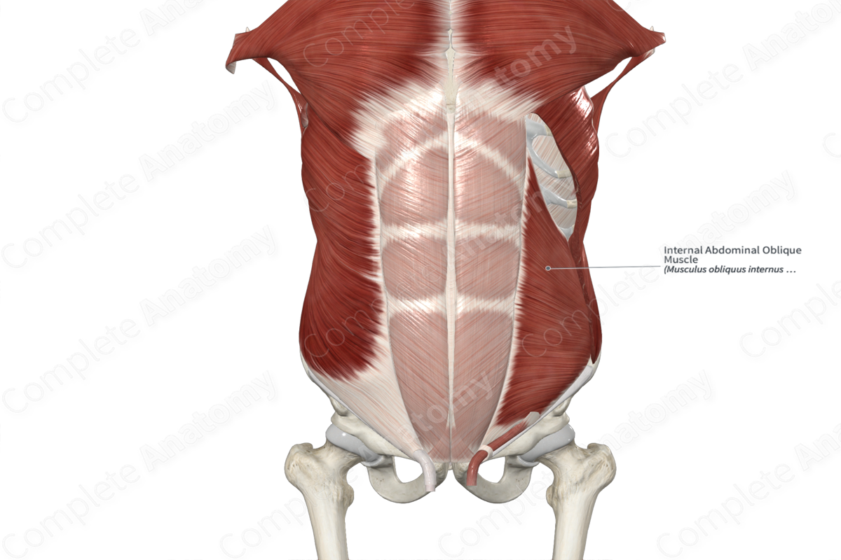 Internal Abdominal Oblique Muscle 