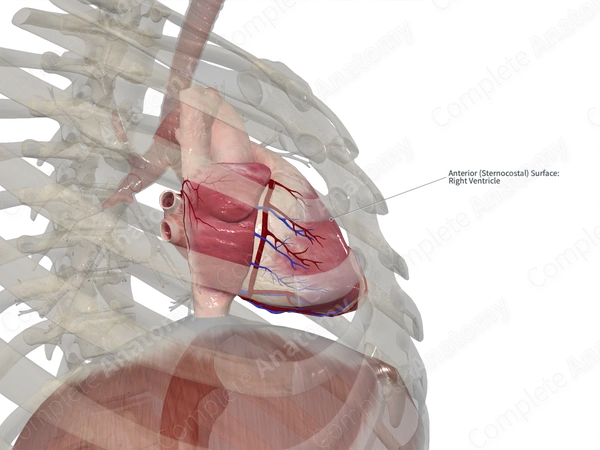 Anterolateral Wall of Right Ventricle