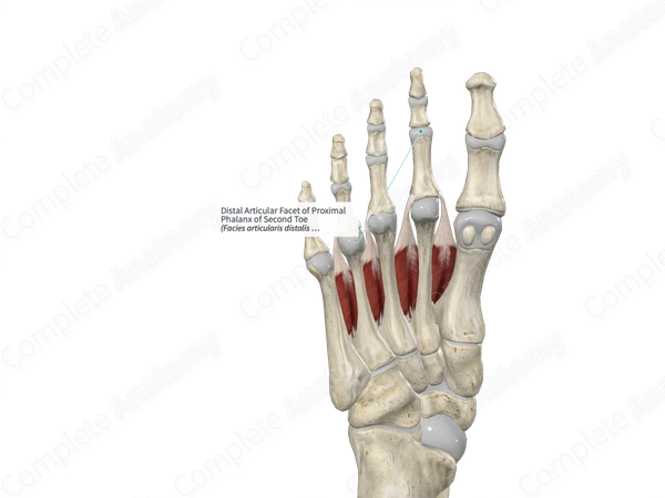 Distal Articular Facet of Proximal Phalanx of Second Toe 
