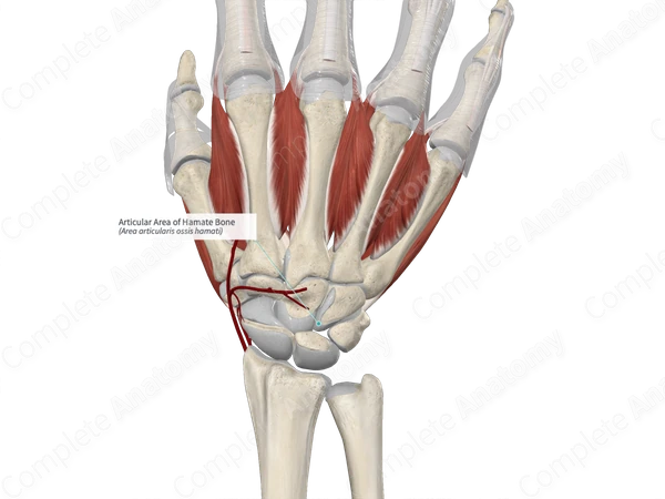 Articular Area of Hamate Bone