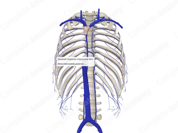 Eleventh Posterior Intercostal Vein