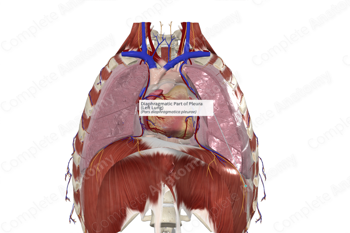 Diaphragmatic Part of Pleura (Left Lung)