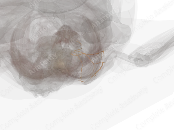 Supraclavicular Branches of Brachial Plexus (Left)