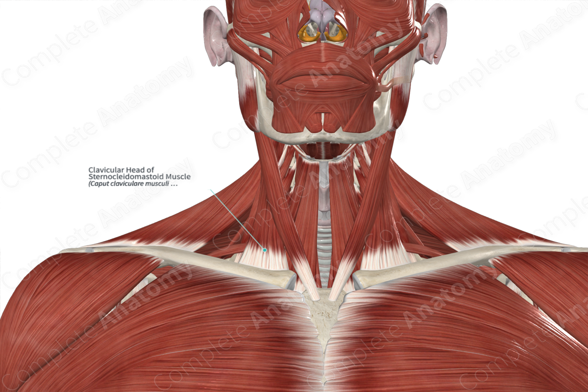 Clavicular Head of Sternocleidomastoid Muscle