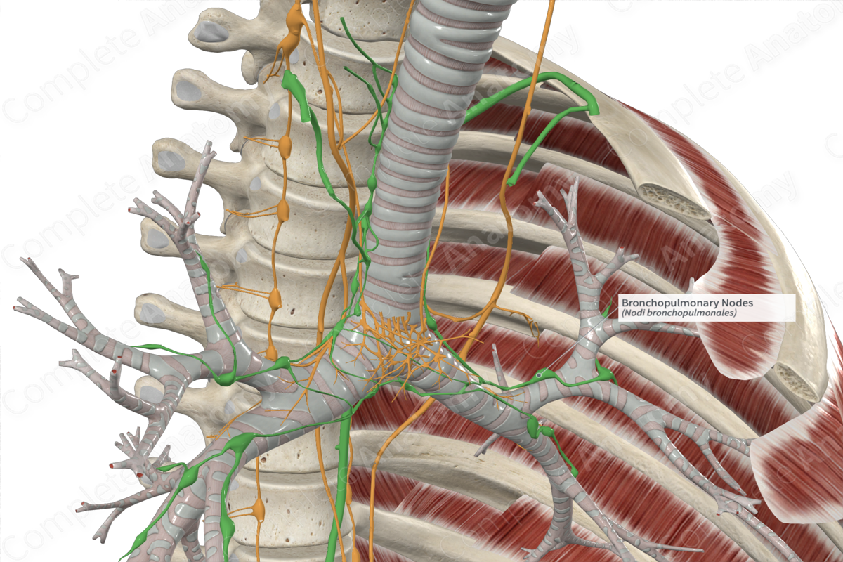 Bronchopulmonary Nodes 