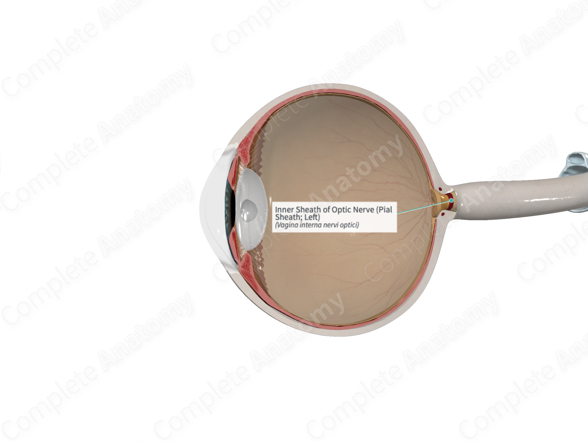 inner-sheath-of-optic-nerve-pial-sheath-left-complete-anatomy