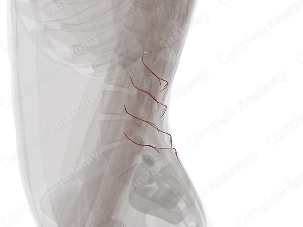 Dorsal Branches of Lumbar Arteries (Left)