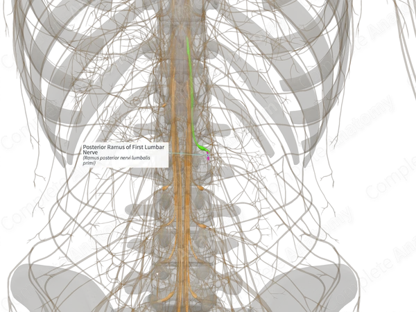 Posterior Ramus of First Lumbar Nerve (Right)