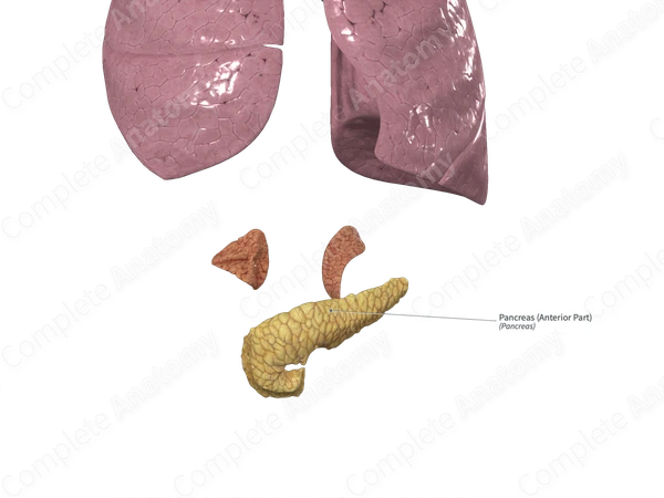 Pancreas (Anterior Part)