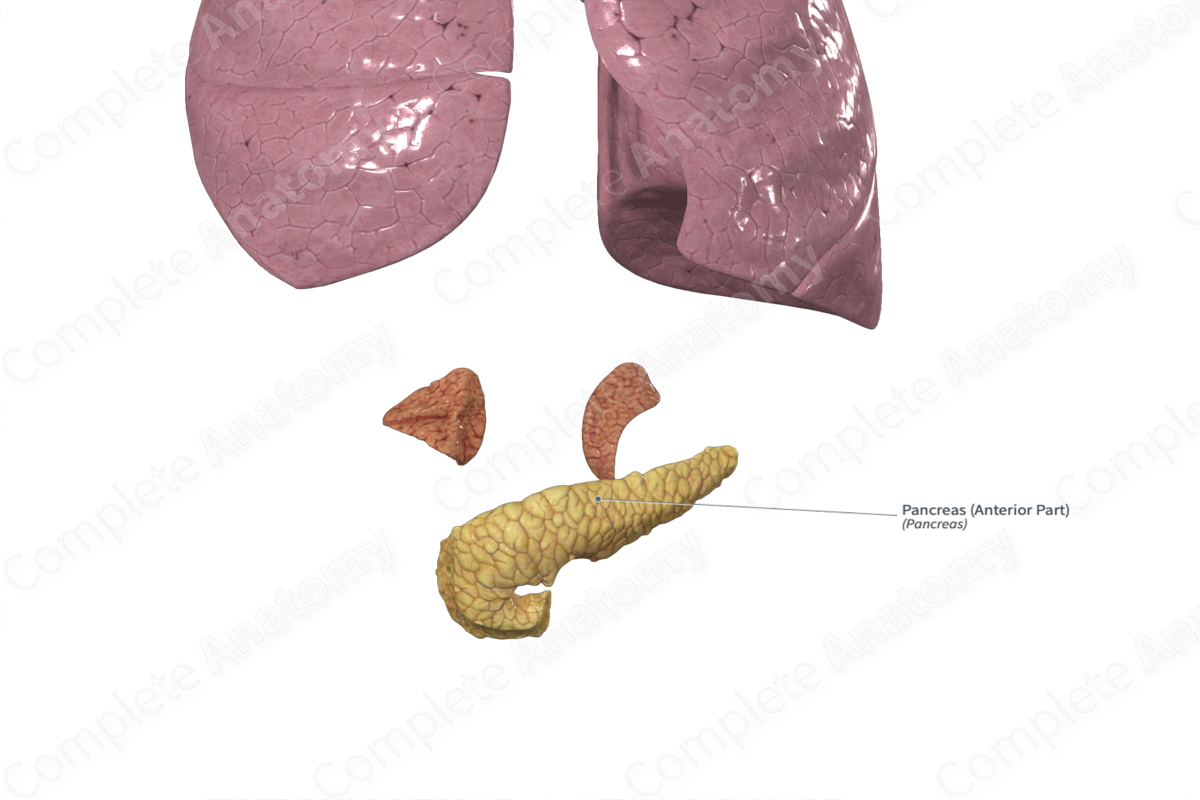 Pancreas (Anterior Part)