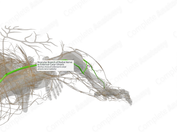 Muscular Branch of Radial Nerve to Extensor Carpi Ulnaris (Right)