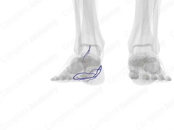 Deep Veins of Ankle & Foot (Left)