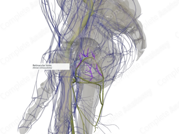 Retinacular Veins (Left)