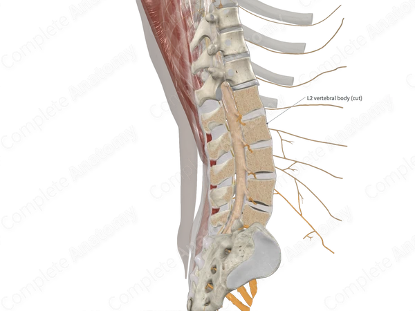 Second Lumbar Vertebra