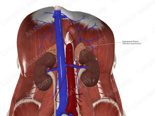 Suprarenal Gland 