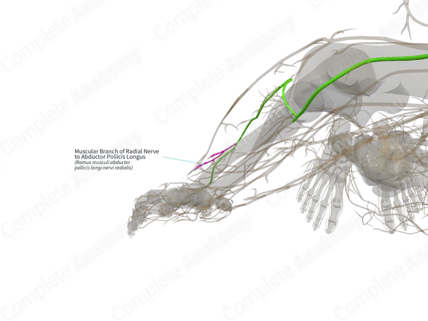 Muscular Branch of Radial Nerve to Abductor Pollicis Longus (Left)