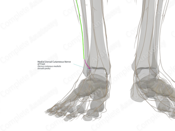 Medial Dorsal Cutaneous Nerve of Foot (Left)