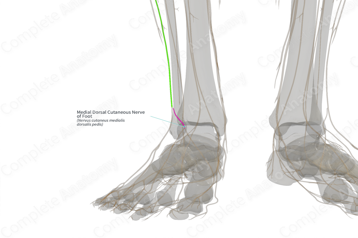 Medial Dorsal Cutaneous Nerve of Foot (Left)