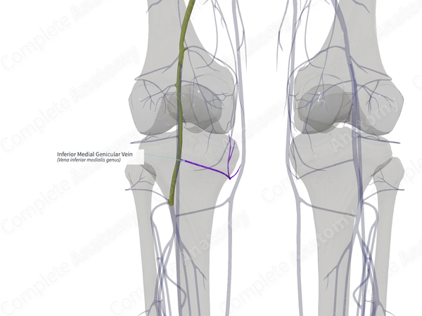 Inferior Medial Genicular Vein (Right)