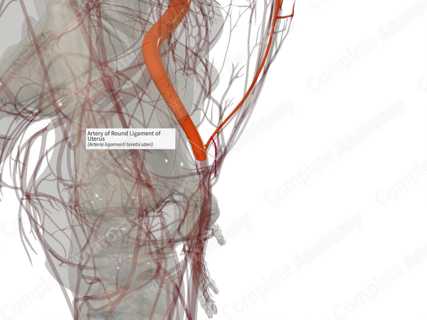 Artery of Round Ligament of Uterus (Left)