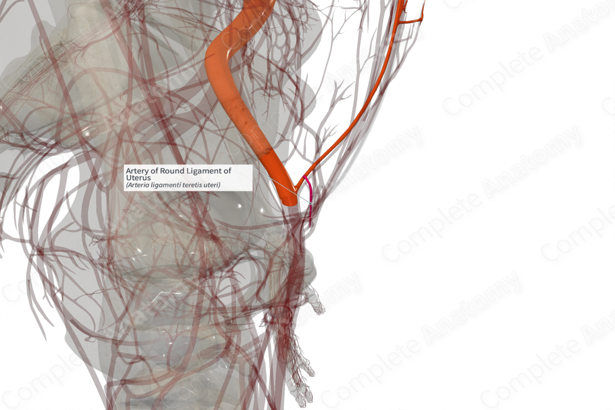 Artery of Round Ligament of Uterus (Left)