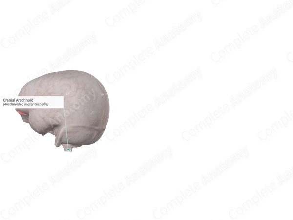 Cranial Arachnoid