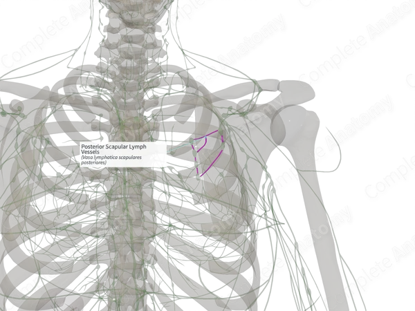 Posterior Scapular Lymph Vessels (Left)