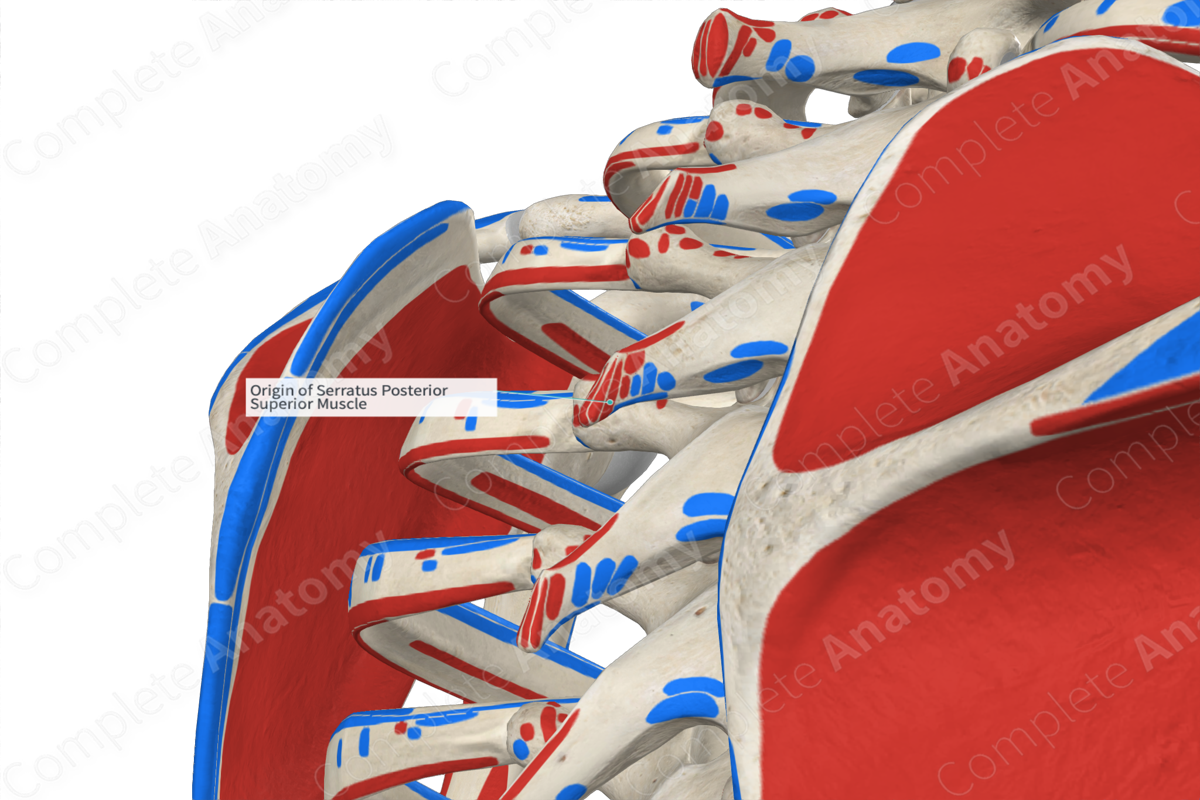 Origin of Serratus Posterior Superior Muscle