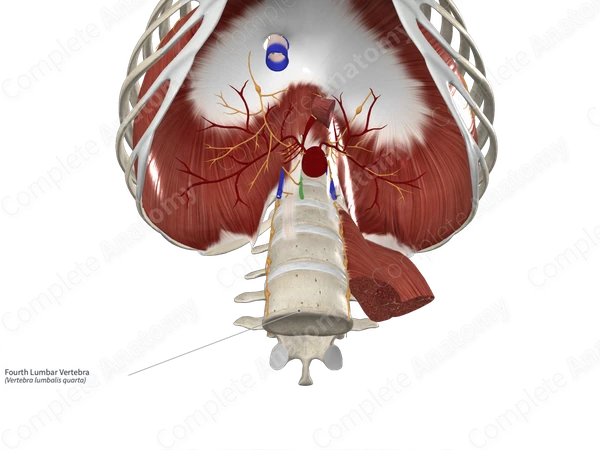 Fourth Lumbar Vertebra