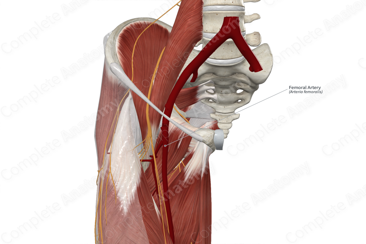 Femoral Artery | Complete Anatomy