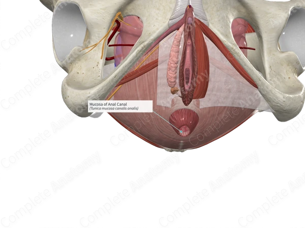 Mucosa of Anal Canal 