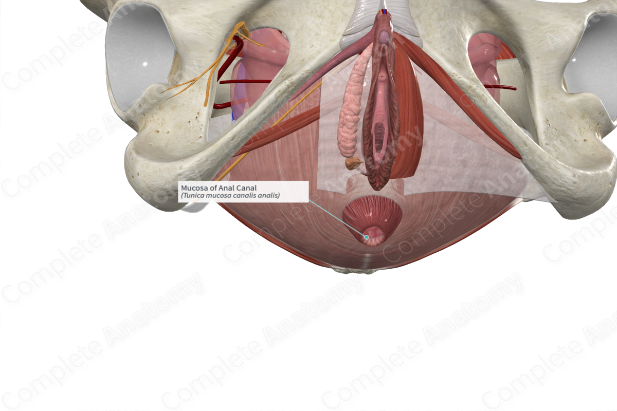 Mucosa of Anal Canal 