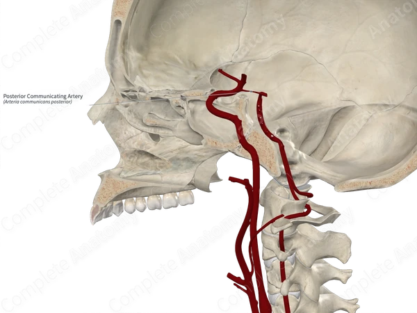 Posterior Communicating Artery